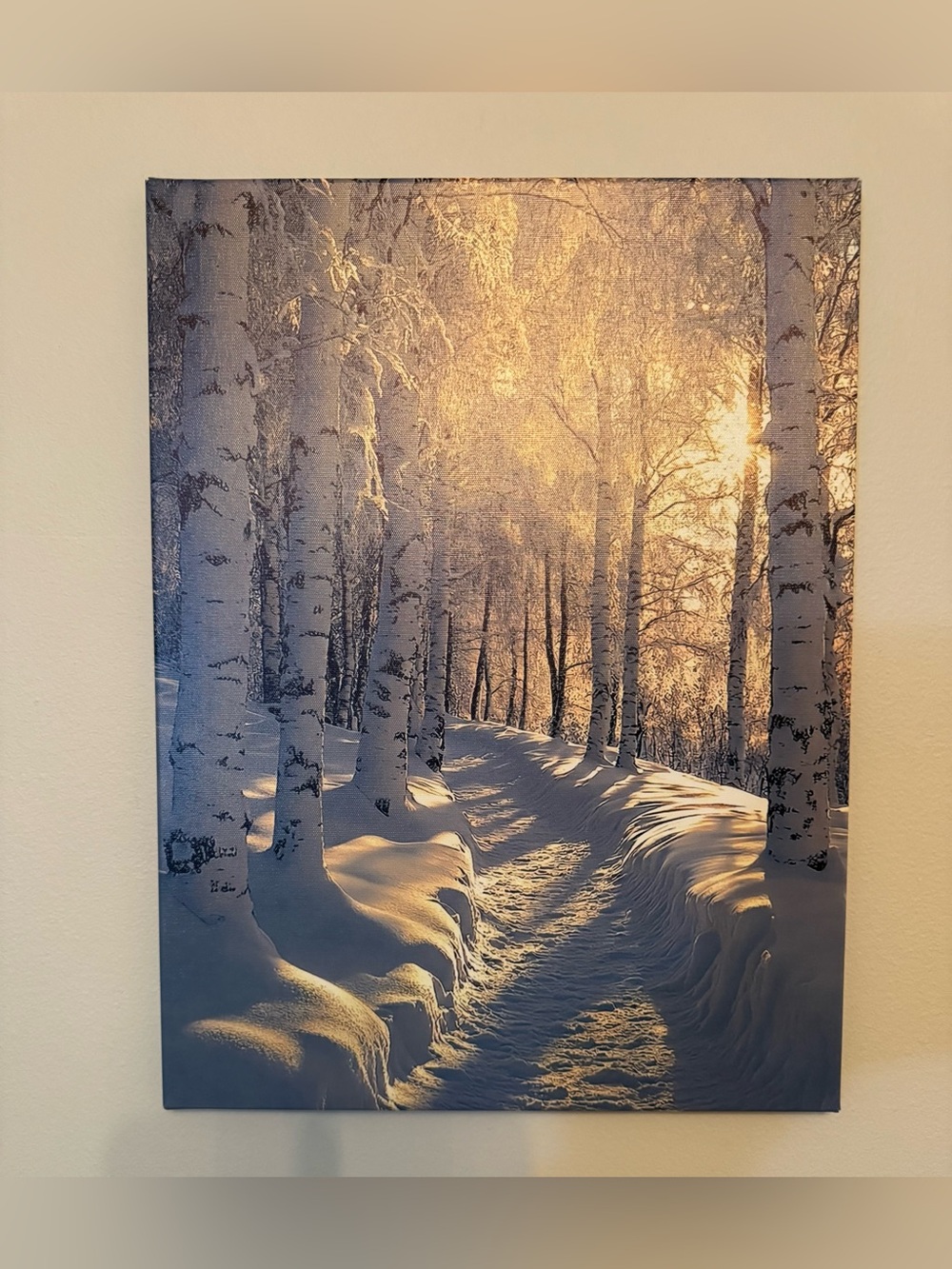 Sunlit Winter Birch Canvas Wall Art